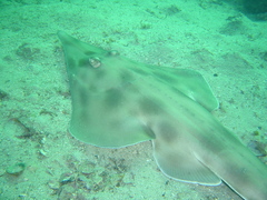 Aptychotrema rostrata