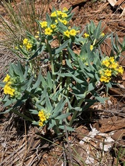 Lithospermum californicum