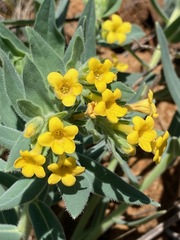 Lithospermum californicum
