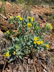 Lithospermum californicum