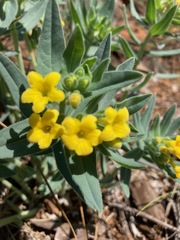 Lithospermum californicum