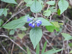 Salvia connivens