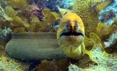Brown Reef Eel photo 4