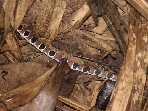 Dipsas catesbyi