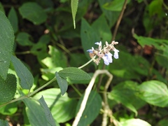 Salvia mocinoi