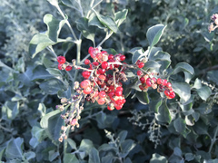 Chenopodium parabolicum
