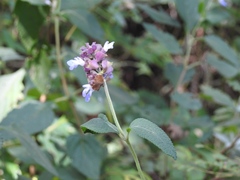 Salvia mocinoi