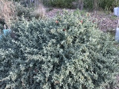 Chenopodium parabolicum