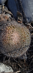 Mammillaria mystax