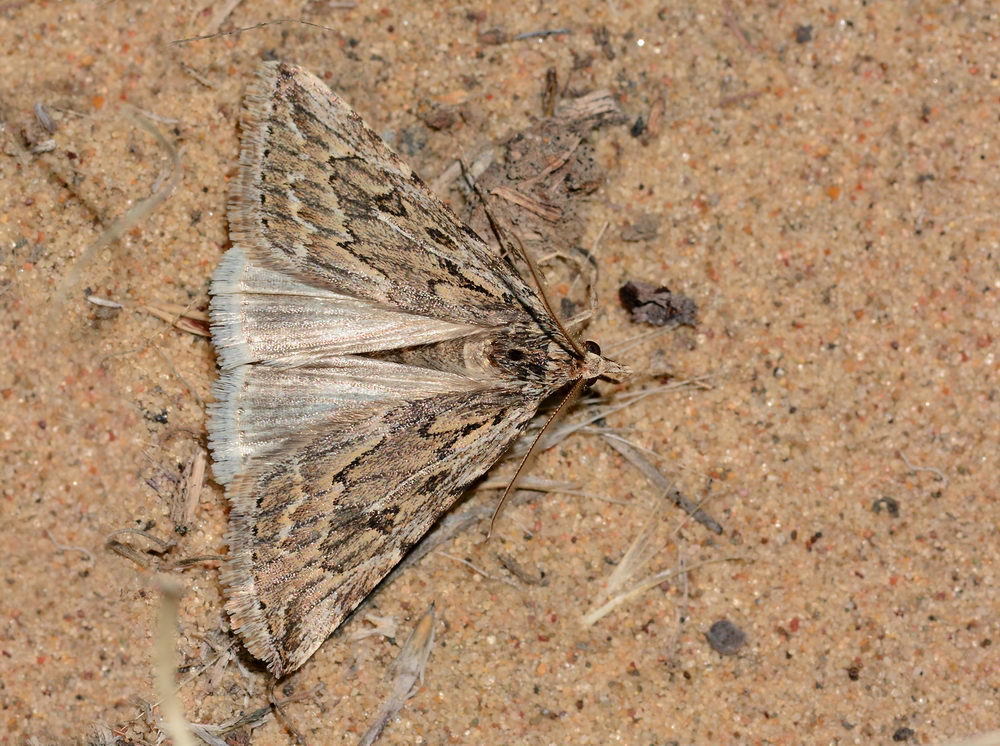 Anumeta ciliaria