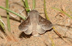 Phyllodesma alice