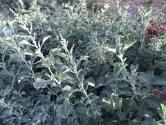 Chenopodium parabolicum