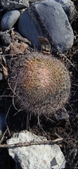 Mammillaria mystax