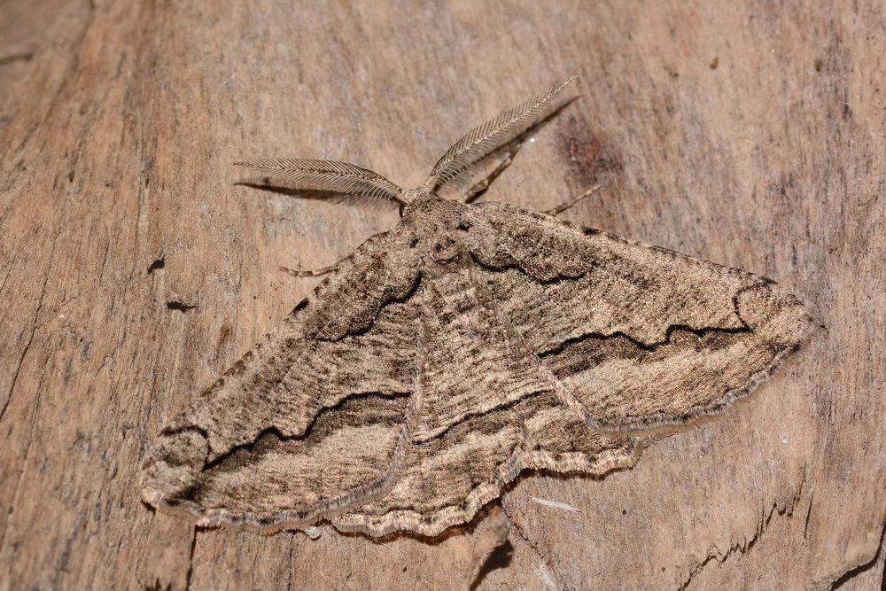 Phthonandria lederi