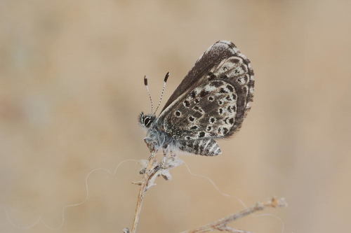 Praephilotes anthracias