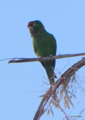 Psittacara mitratus