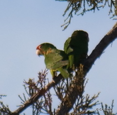 Psittacara mitratus
