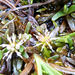 Abrotanella caespitosa - Photo (c) Alice Shanks, alguns direitos reservados (CC BY-NC), uploaded by Alice Shanks