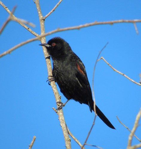 Icterus pyrrhopterus