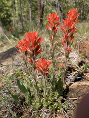 Castilleja brevilobata
