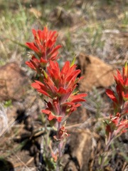 Castilleja brevilobata