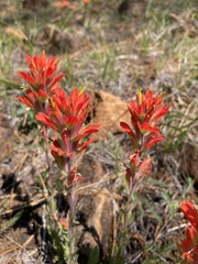 Castilleja brevilobata