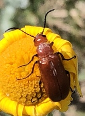 Nemognatha lurida
