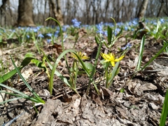 Gagea germainae