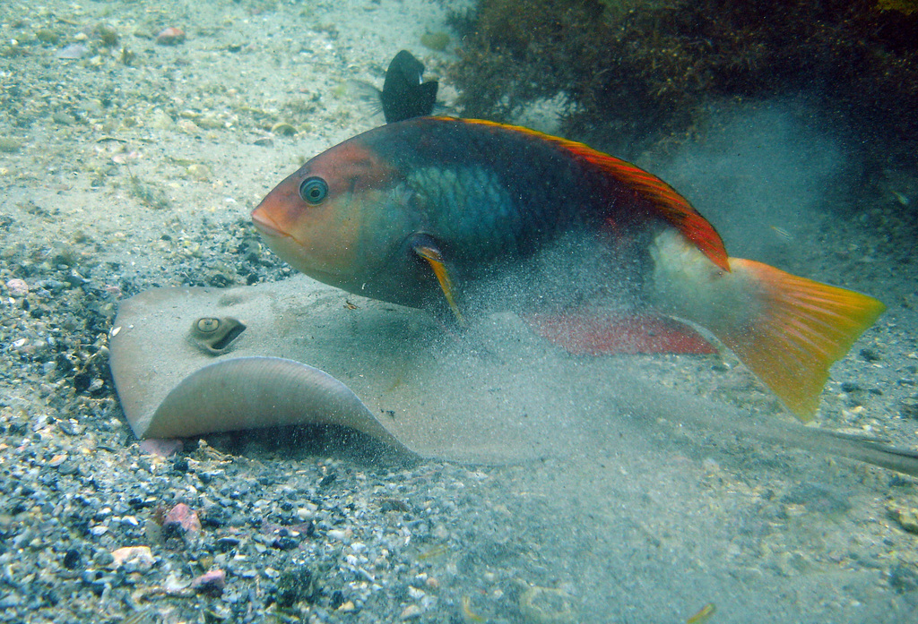 Crimsonband wrasse (Notolabrus gymnogenis) — Labridae