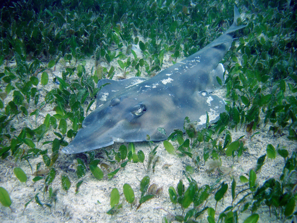 Banks Shovelnose Ray