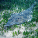 Eastern Shovelnose Ray - Photo (c) janetsclough, some rights reserved (CC BY-NC)