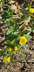 Ranunculus monophyllus