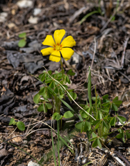 Oxalis macrantha