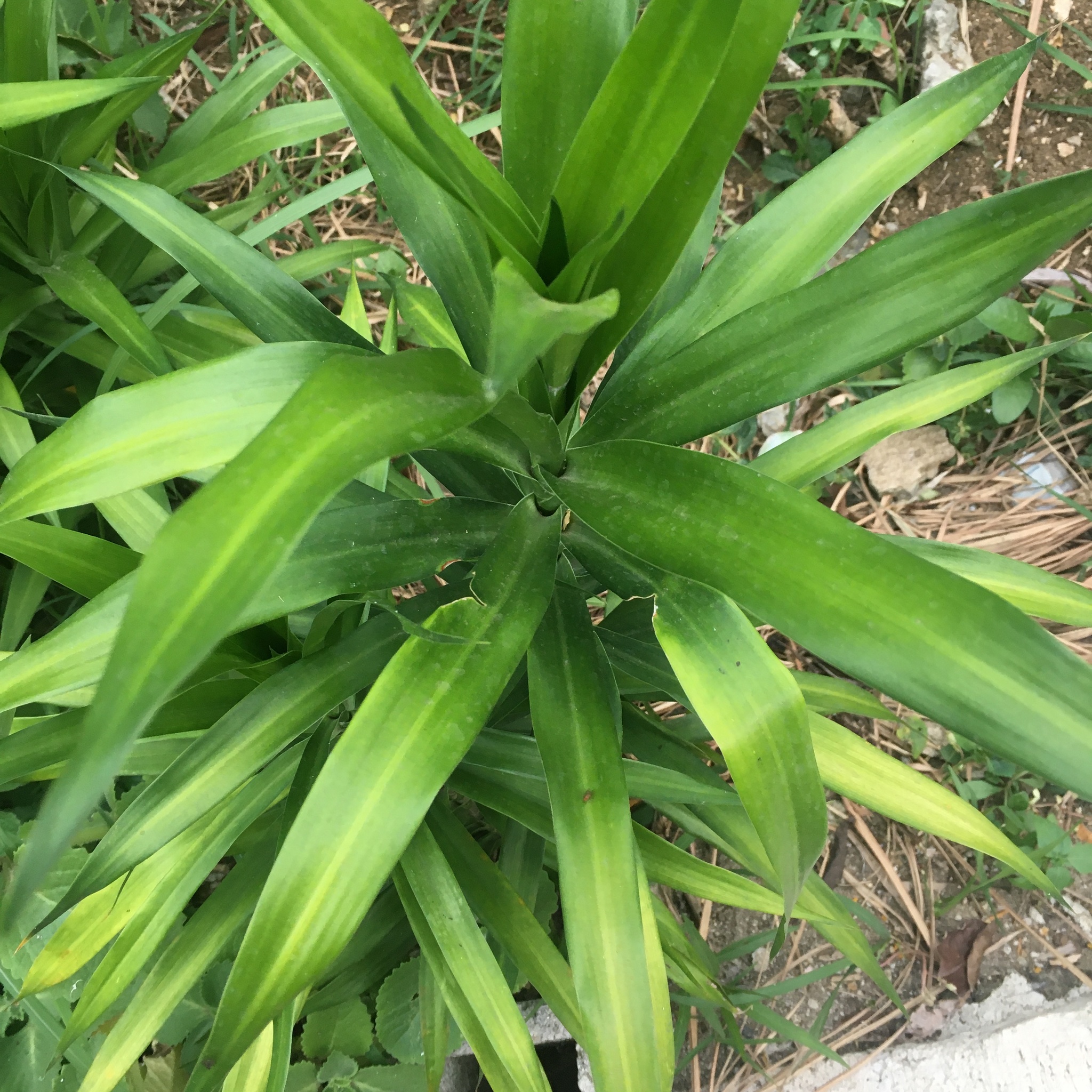 Dracaena angustifolia (Medik.) Roxb.