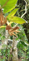 Columnea schiedeana