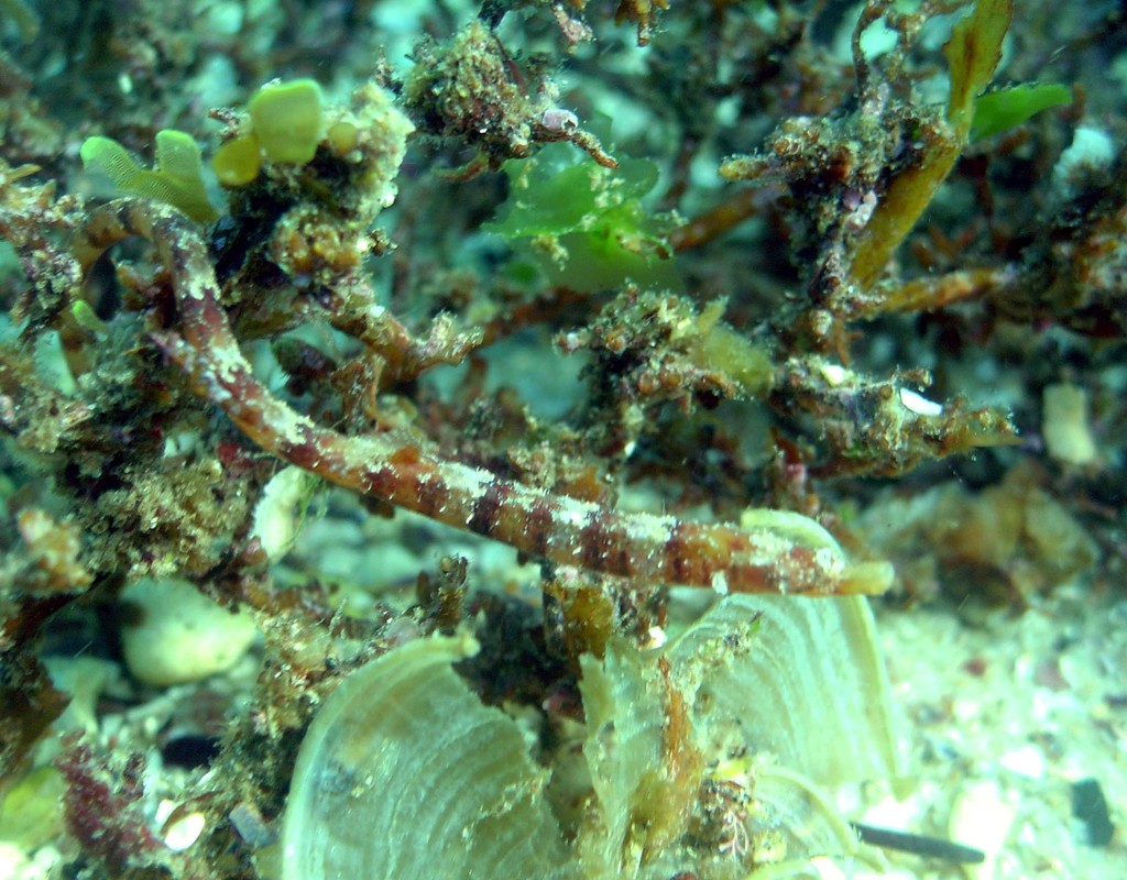Australian smooth pipefish (Lissocampus caudalis) — Syngnathidae