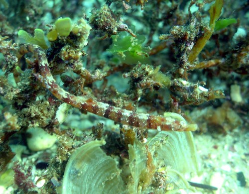 Gladde zeenaald (Lissocampus caudalis) — Syngnathidae