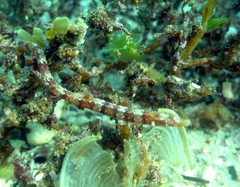 Lissocampus caudalis