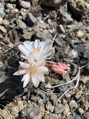 Lewisia rediviva