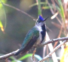 Stephanoxis loddigesii