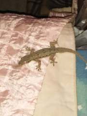 Hemidactylus platyurus