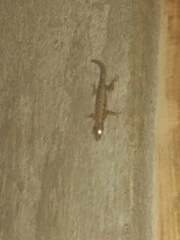 Hemidactylus platyurus