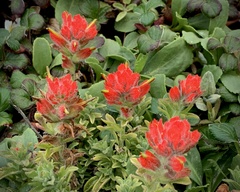 Castilleja mendocinensis