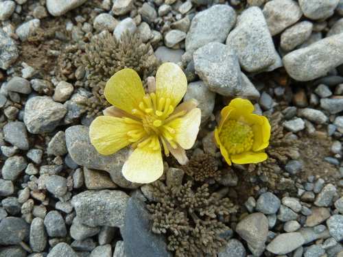 Ranunculus crithmifolius