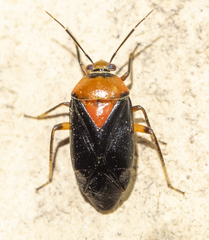 Neocapsus cuneatus