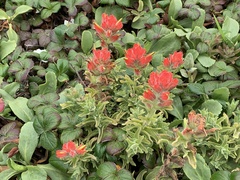 Castilleja mendocinensis