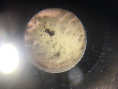Brachymyrmex patagonicus