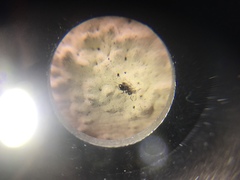 Brachymyrmex patagonicus