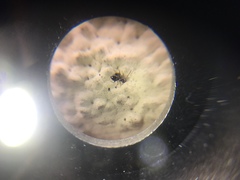 Brachymyrmex patagonicus