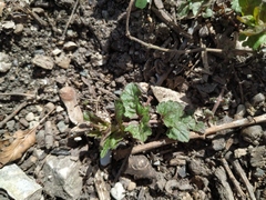 Veronica peduncularis